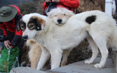 Gallery image  4 of Everest Base Camp Trek 13 Days