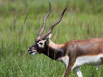 Koshi-Tappu Wild Life Reserves and Safari